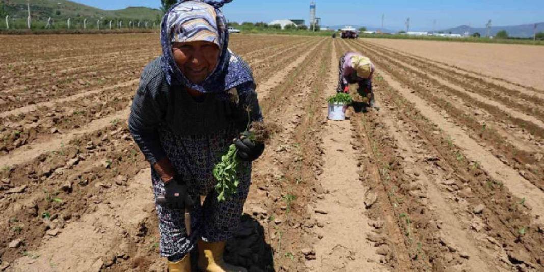 Sabah erkenden tarlanın yolunu tutuyorlar! Tohumla toprağı buluşturuyorlar 1
